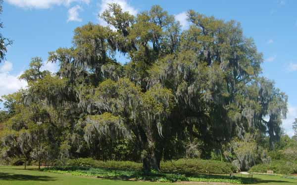 oak tree